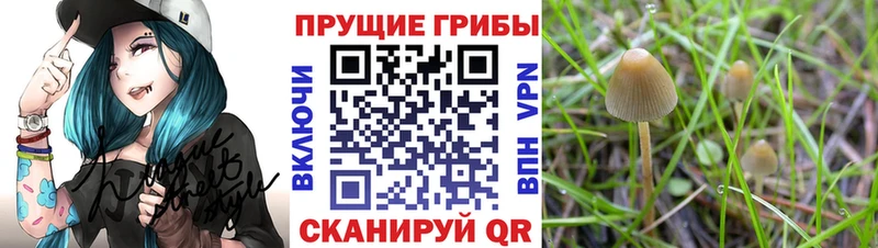 Купить где  Каменка  Галлюциногенные грибы Cubensis 
